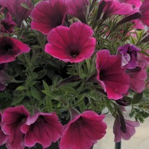 Meet your Posher, Ingri